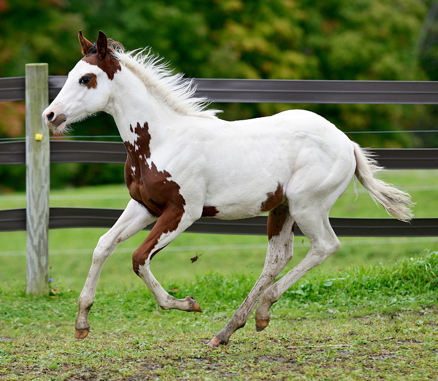 APHA Bay Tovero Colt